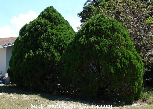 Pair of trees in deep rich green Pair of trees in deep rich green