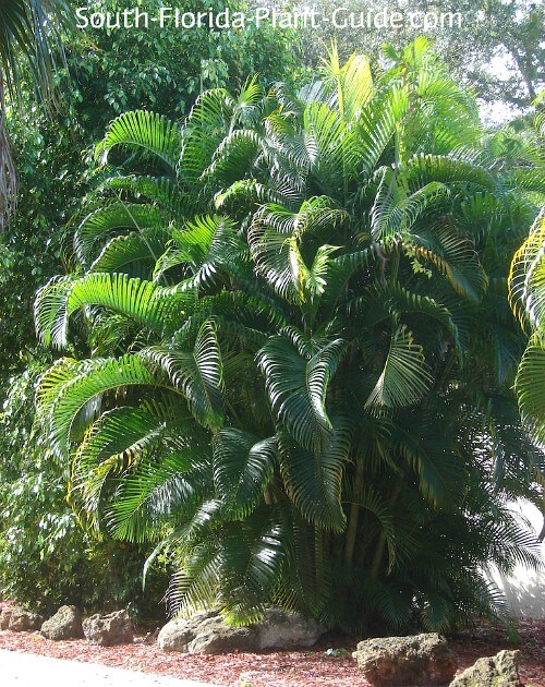 Areca Palm