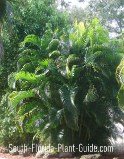 areca palm