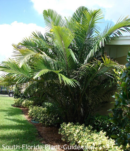 Taiwan Dwarf Sugar Palm Tree (arenga Engleri) | lupon.gov.ph