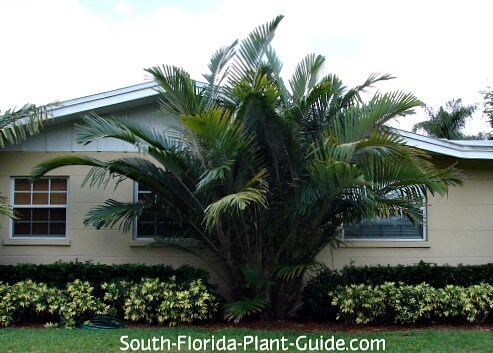 Large palm by house