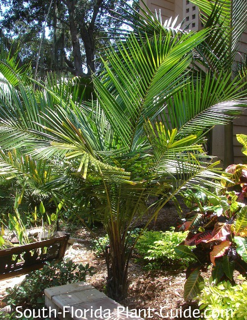 Young arikury palm in courtyard garden