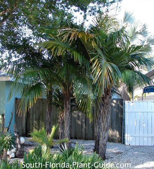 Grouping of several palms Grouping of several palms