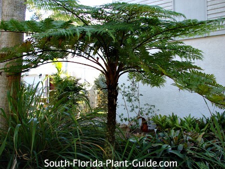 australian tree fern indoor care