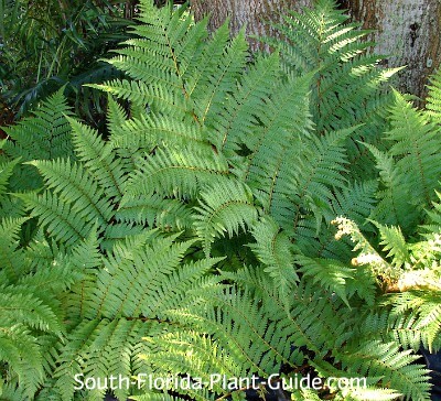 Australian Tree Fern