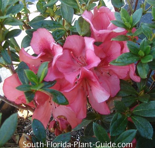 Dwarf Azalea