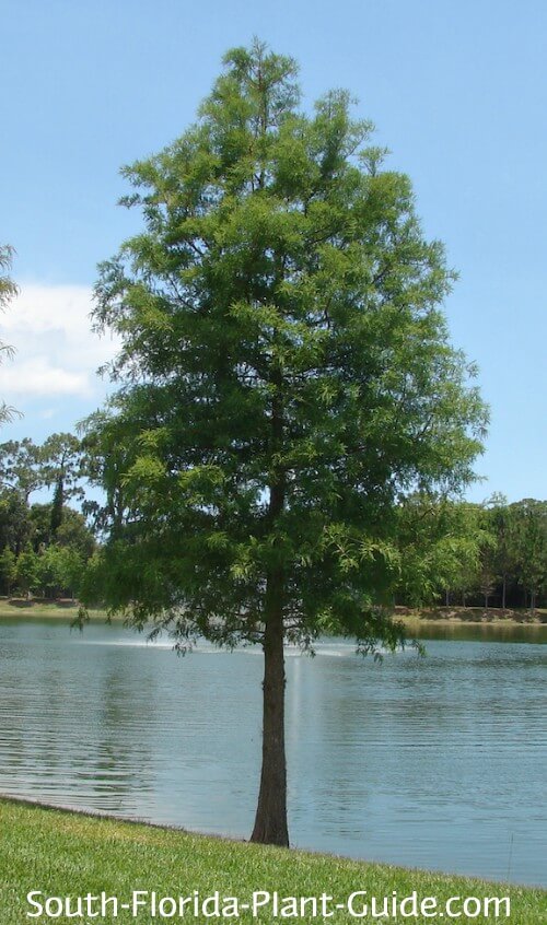 cypress tree florida age