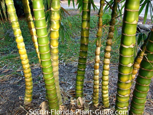 Clumping Bamboo Clumping Bamboo