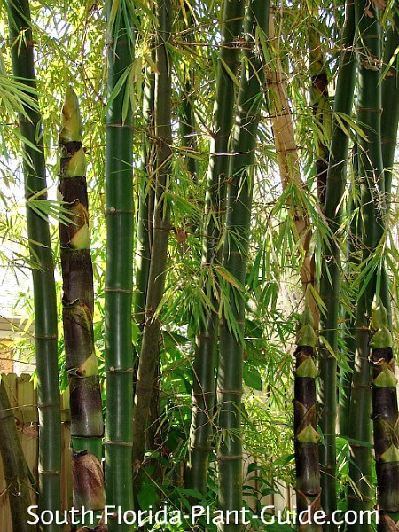 'Giant Timber' new shoots 'Giant Timber' new shoots