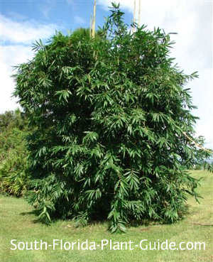 Bambusa Oldhami Giant Timber Clumping Bamboo - 5 Gal - Non-Invasive, Pet Safe