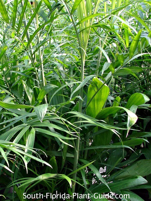 bamboo palm leaves