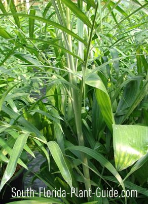 Bamboo Palm
