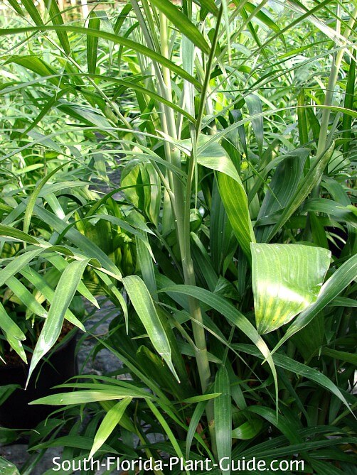 stalk detail