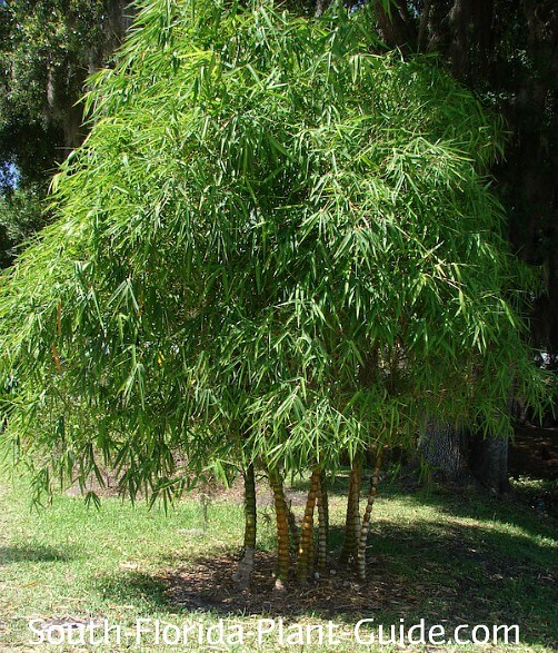 'Wamin' bamboo 'Wamin' bamboo