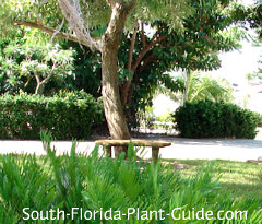 tranquil setting with bench under a tree tranquil setting with bench under a tree