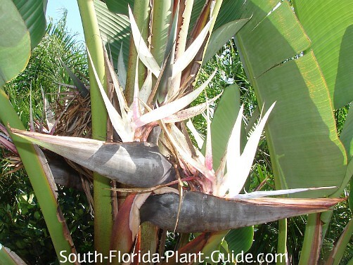 White Bird of Paradise