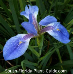 Blue Flag deep blue-violet flower