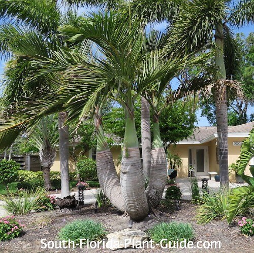 bottle palm multi-trunk mature