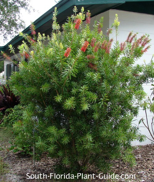 Bottlebrush Tree, Callistemon 'Red Cluster