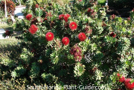 Bottle Bush, Size: One Size