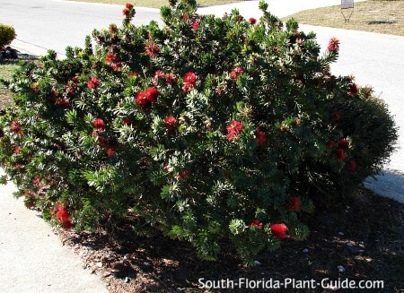 Learn How to Plant, Grow, and Maintain a Beautiful Bottle Brush Tree