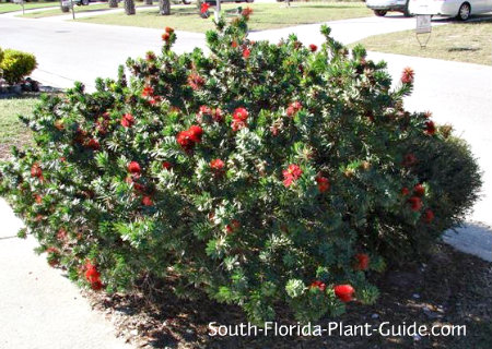 Dwarf Bottlebrush