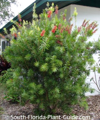Bottlebrush Bush Bottlebrush Bush