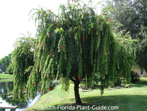 Stunning Shade Trees: Weeping Bottle Brush Tree