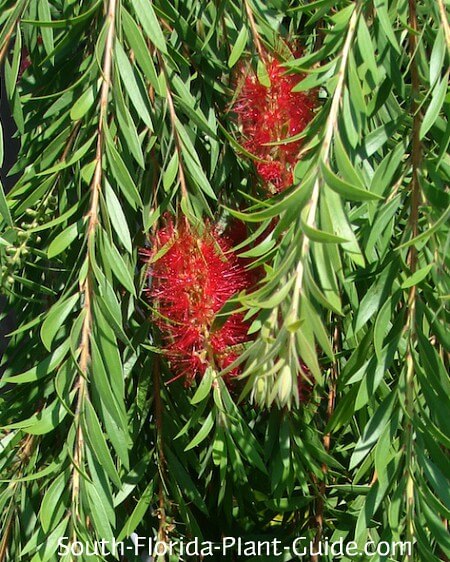 Bottle Brush Bush