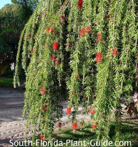 How to Grow and Care for Bottlebrush Bushes