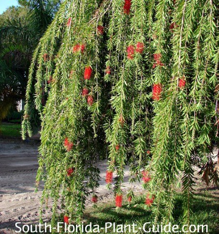 Bottle Brush Bush