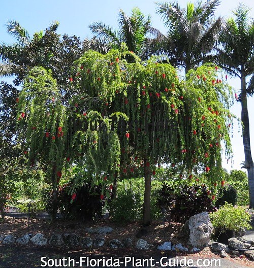 weeping bottlebrush tree care