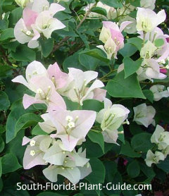 White bracts with pink blush