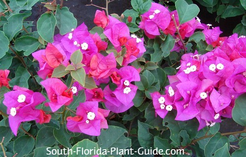 Dwarf Bougainvillea