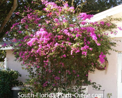 Bougainvillea Bougainvillea Large Pink House Jpg