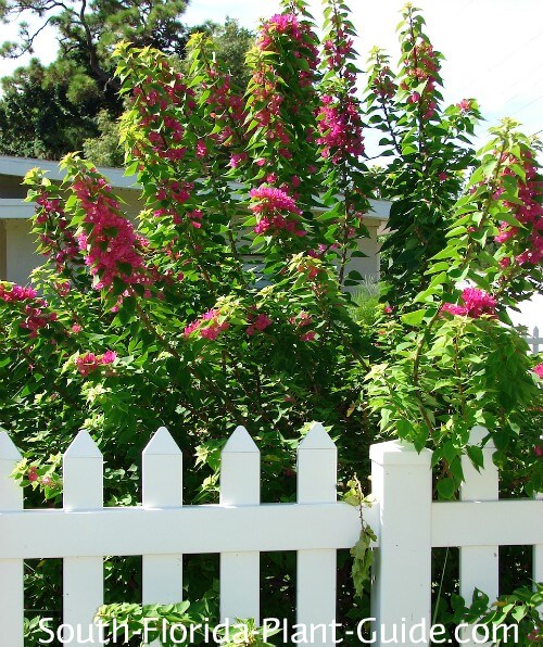 Pixie in bloom by a picket fence Pixie in bloom by a picket fence