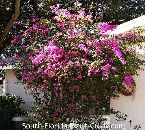 Image of Texas sage companion plant for bougainvillea