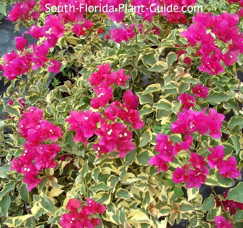 Raspberry Ice flowers and foliage Raspberry Ice flowers and foliage