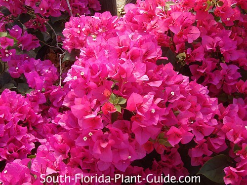 Mid-size Bougainvilleas