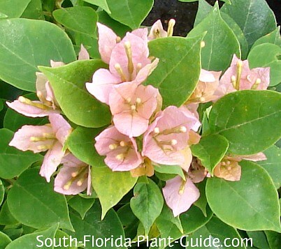 pink Sunvillea with flowers not quite open pink Sunvillea with flowers not quite open