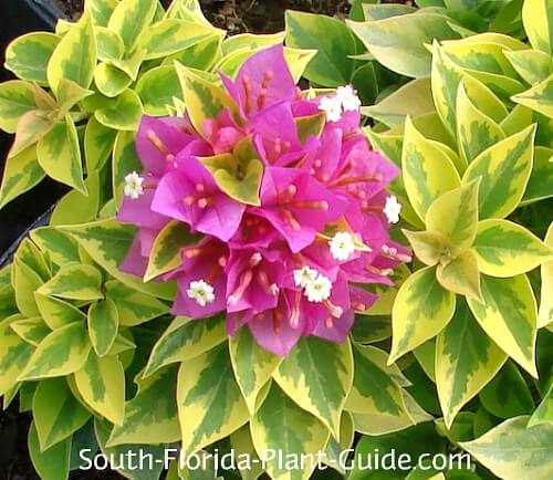 Variegated Pixie leaf and flower detail Variegated Pixie leaf and flower detail