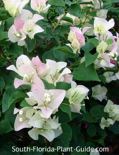 white flower bracts with pink blush