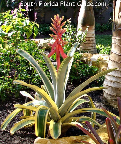 Image of Dracaena and Cordylines companion plants for bromeliad