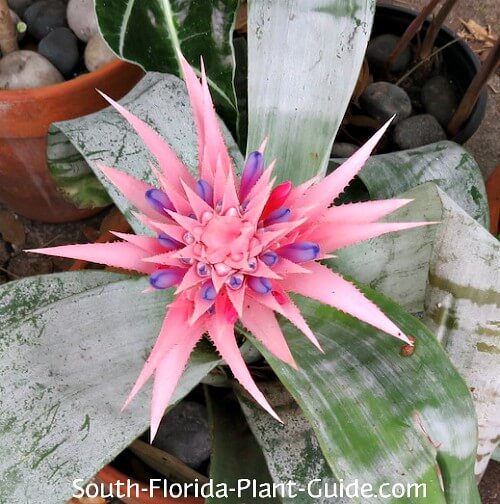 Bromeliad