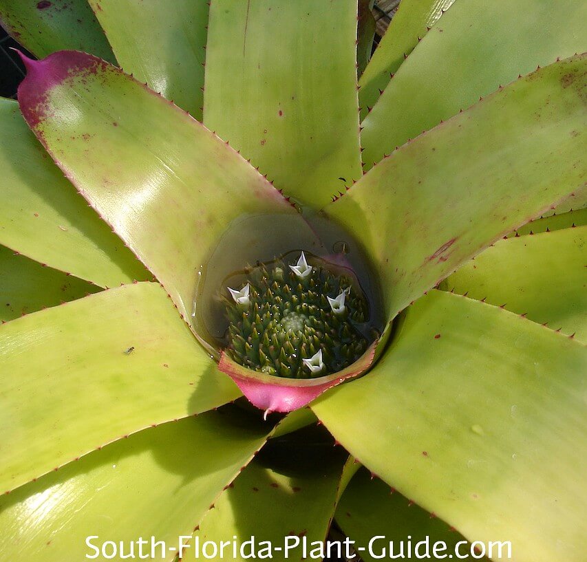 Bromeliad