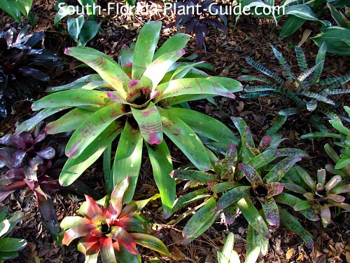 Garden bed of mixed varieties