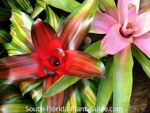 Bromeliad