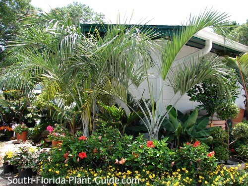 In pots at a nursery In pots at a nursery
