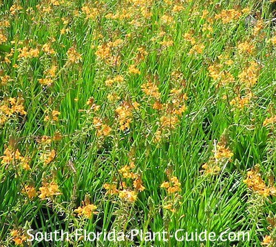 Flowering Perennials For South Florida