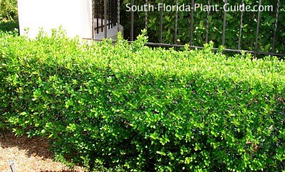 low hedge of young plants low hedge of young plants
